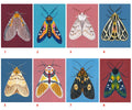 Original Moth Painting on Handmade Paper – Colorful Moths Series – Acrylic on Deckle Edge Paper – Nature Art Wall Decor