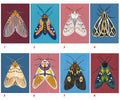 Original Moth Painting on Handmade Paper – Colorful Moths Series – Acrylic on Deckle Edge Paper – Nature Art Wall Decor